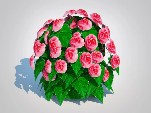 Begonia -Pink 3D Model