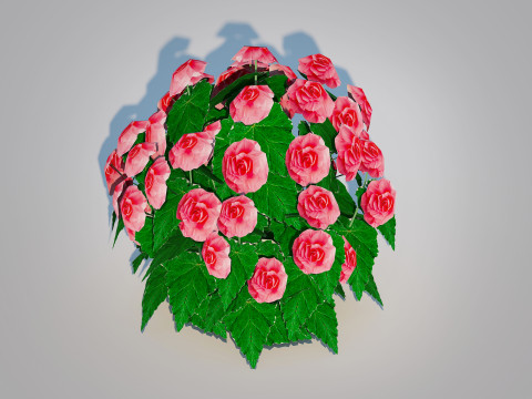 Begonia -Pink 3D 模型