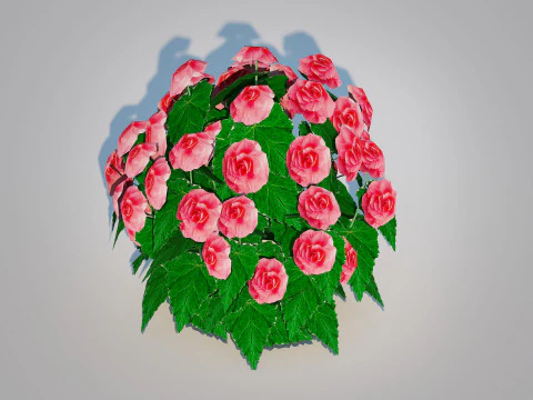 Begonia -Pink 3D Model