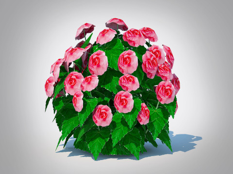 Begonia -Pink 3D 模型