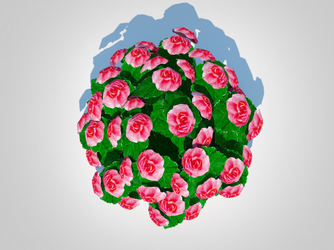 Begonia -Pink 3D 模型