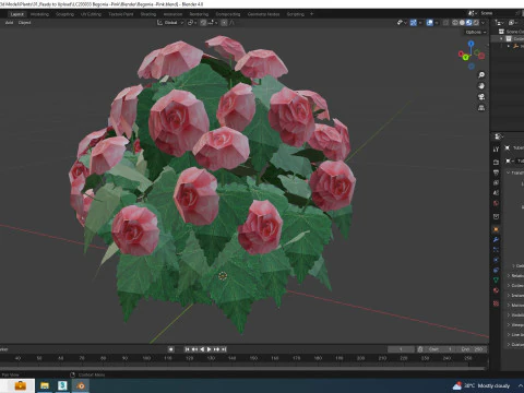 Begonia -Pink 3D Model