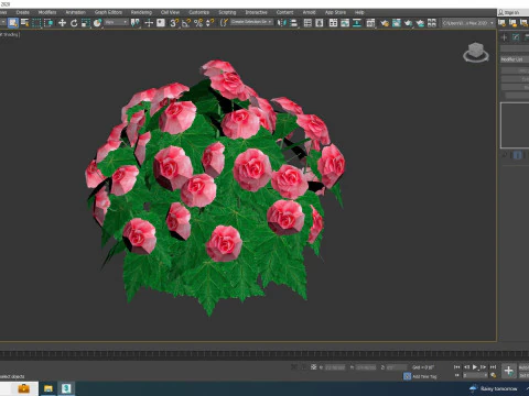 Begonia -Pink 3D Model