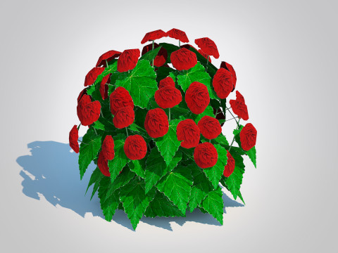 Begonia -Red Modelo 3D