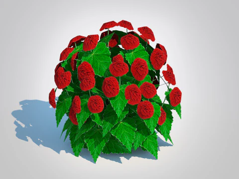 Begonia -Red 3D Model
