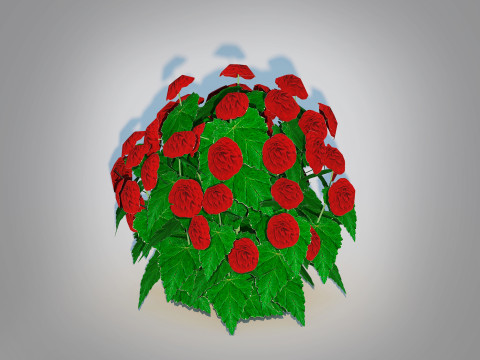 Begonia -Red Modelo 3D