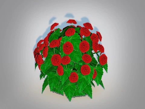 Begonia -Red 3D Model