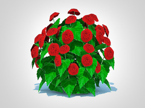 Begonia -Red Modelo 3D