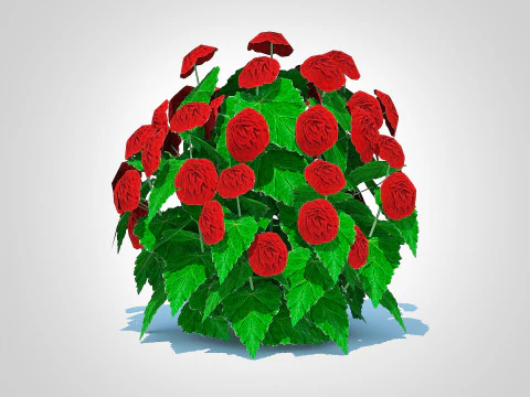 Begonia -Red 3D Model