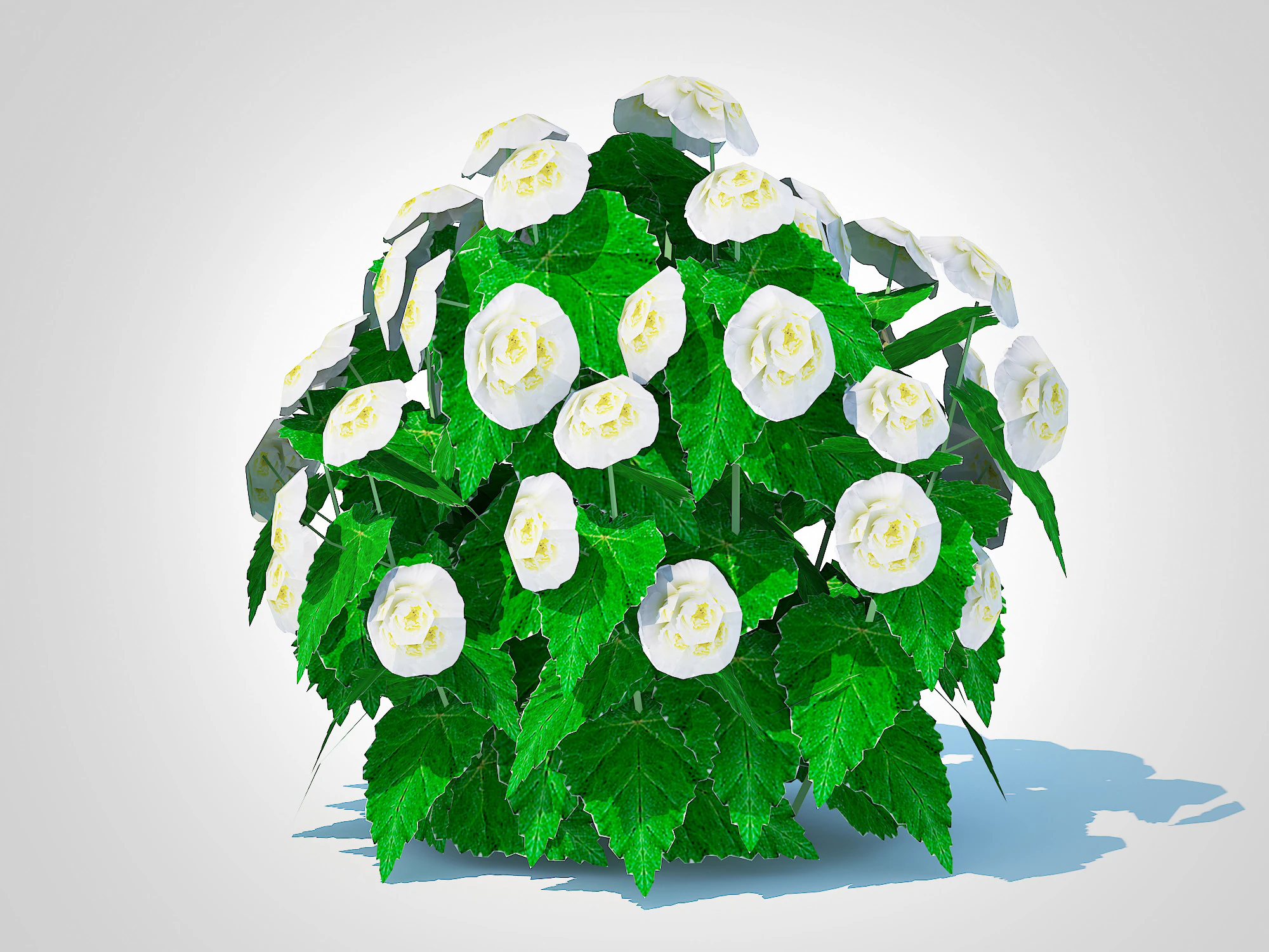 Begonia -White 3D Model .c4d .max .obj .3ds .fbx .stl .blend 