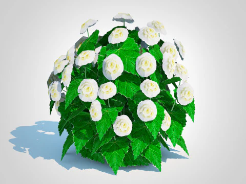 Begonia -White 3D Model