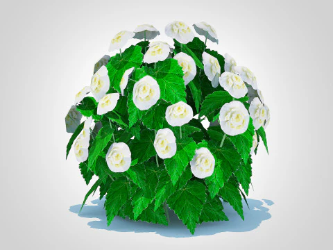 Begonia -White 3D Model