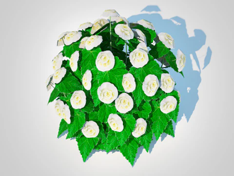 Begonia -White 3D Model