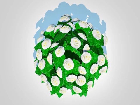 Begonia -White 3D Model
