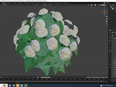 Begonia -White 3D Model