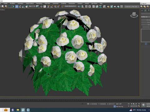 Begonia -White 3D Model