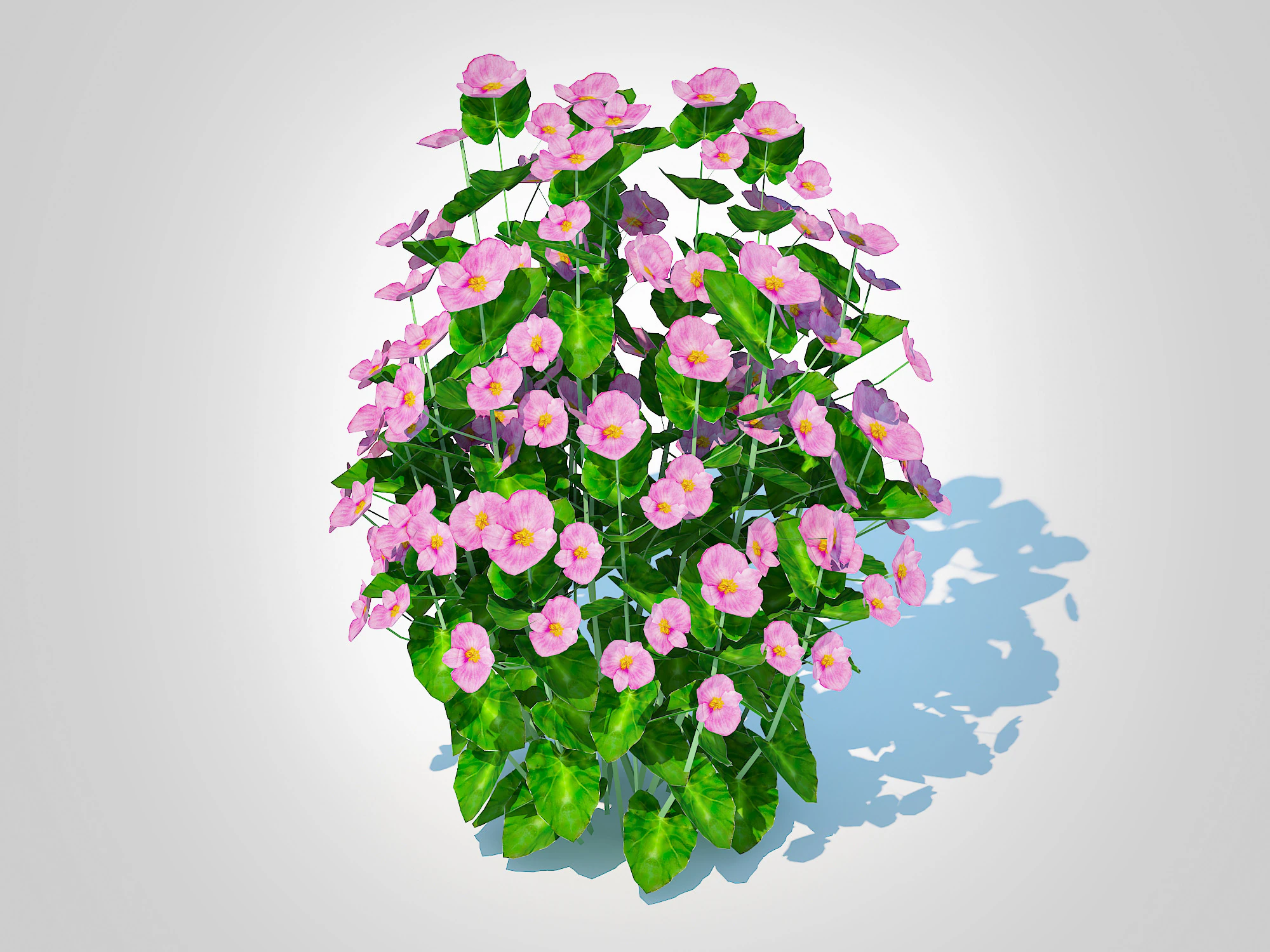 Begonia semperflorens - pink 3D Model .c4d .max .obj .3ds .fbx .stl .blend
