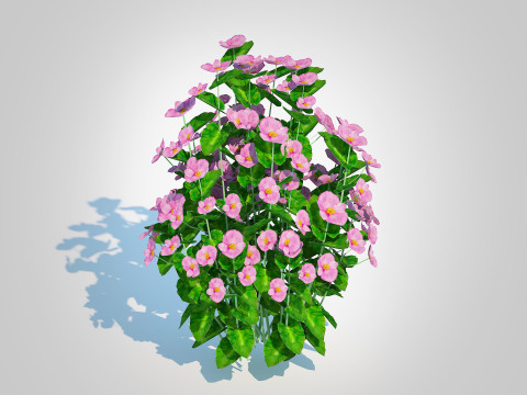 Begonia semperflorens - pink Modello 3D