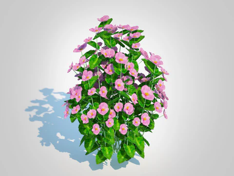 Begonia semperflorens - pink 3D Model
