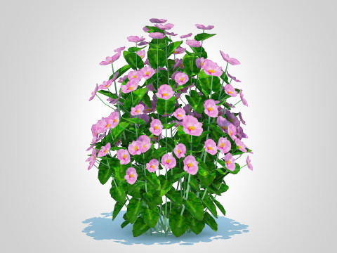Begonia semperflorens - pink Modello 3D