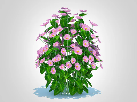 Begonia semperflorens - pink 3D Model