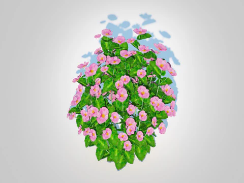Begonia semperflorens - pink 3D Model