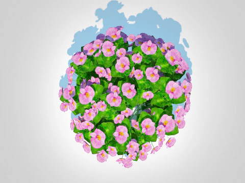 Begonia semperflorens - pink 3D Model
