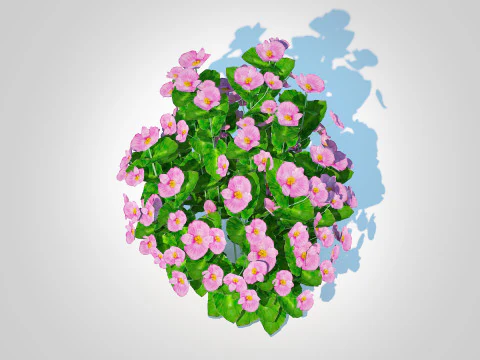 Begonia semperflorens - pink 3D Model
