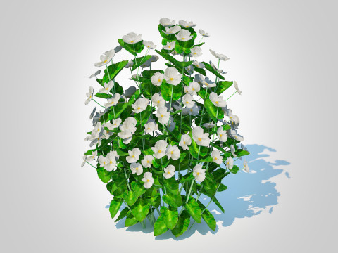 Begonia semperflorens - white 3D 모델