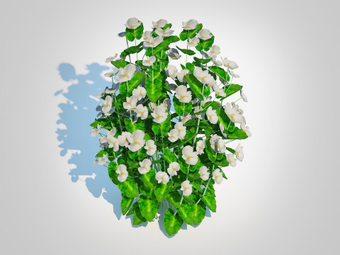 Begonia semperflorens - white 3D Model