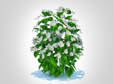 Begonia semperflorens - white 3D Model