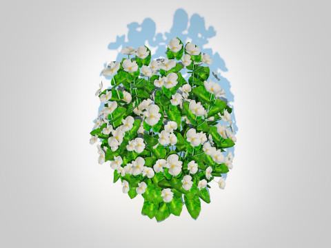 Begonia semperflorens - white 3D Model