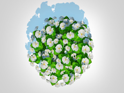 Begonia semperflorens - white 3D Model