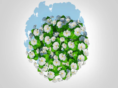Begonia semperflorens - white 3D Model