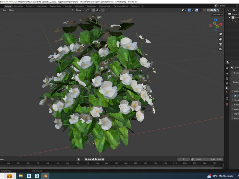 Begonia semperflorens - white 3D Model