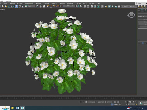 Begonia semperflorens - white 3D Model