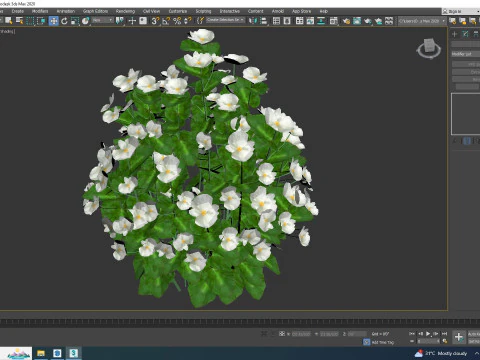 Begonia semperflorens - white 3D Model