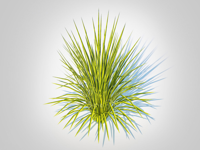 Acorus gramineus Oborozuki - Sweet Flag 3D Model .c4d .max .obj .3ds .fbx .stl .blend