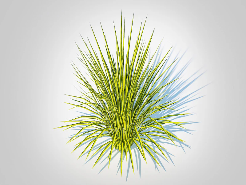 Acorus gramineus Oborozuki - Zoete vlag 3D Model .c4d .max .obj .3ds .fbx .stl .blend