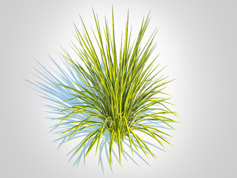 Acorus gramineus Oborozuki - Sweet Flag 3D Model