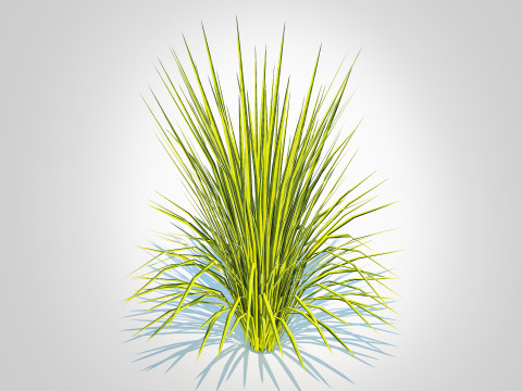 Acorus gramineus Oborozuki - Sweet Flag 3D Model