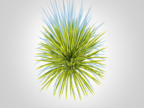 Acorus gramineus Oborozuki - Sweet Flag 3D Model