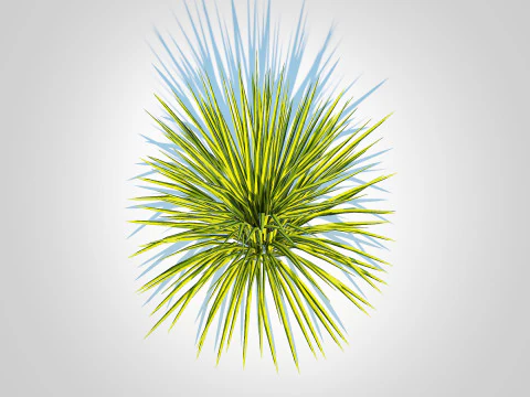 Acorus gramineus Oborozuki - Zoete vlag 3D Model