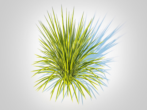 Acorus gramineus Oborozuki - Sweet Flag 3D Model