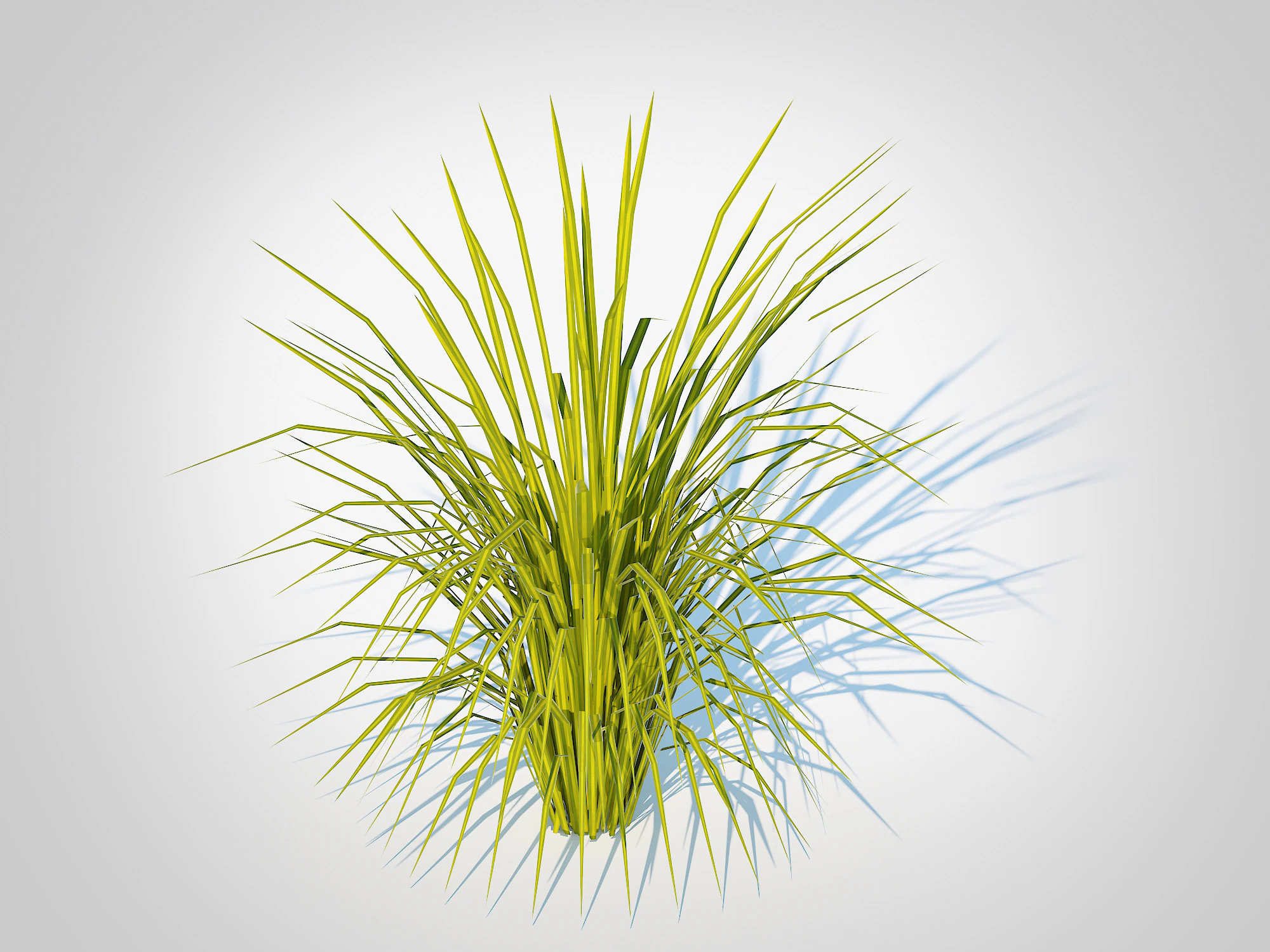 Acorus gramineus Ogon - Sweet Flag 3D Model .c4d .max .obj .3ds .fbx .stl .blend 