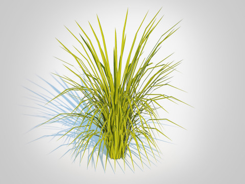 Acorus gramineus Ogon - Sweet Flag Model 3D