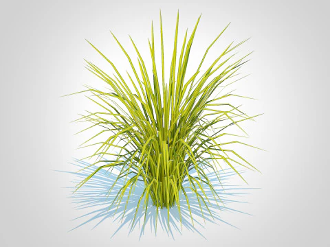 Acorus gramineus Ogon - Sweet Flag 3D Model