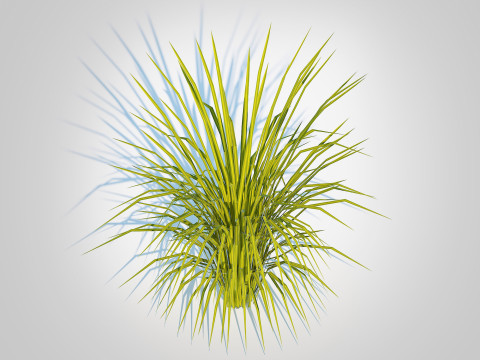 Acorus gramineus Ogon - Sweet Flag Model 3D