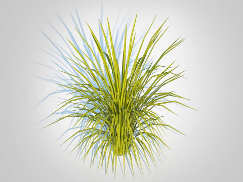 Acorus gramineus Ogon - Sweet Flag 3D Model