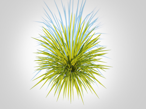 Acorus gramineus Ogon - Sweet Flag Model 3D